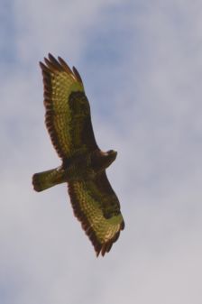 buizerd