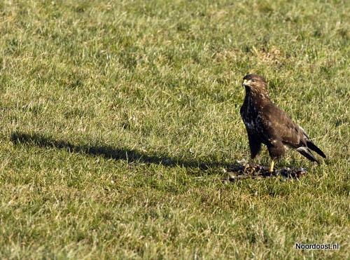 11020362 buizerd