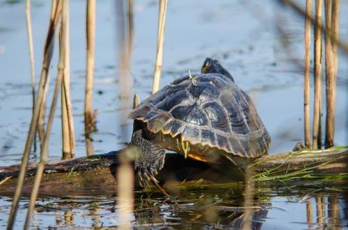 schildpad