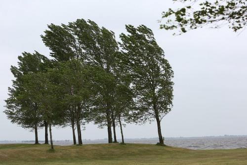 storm versus zomer storm bomen