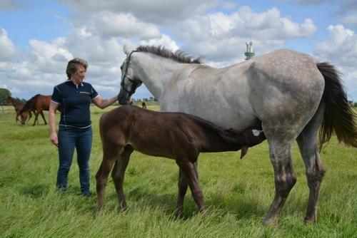 150708 Stal Breimer paarden