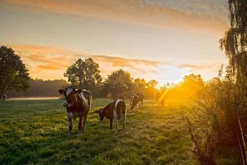 151110 Herfstfoto Sietse Engbrenghof