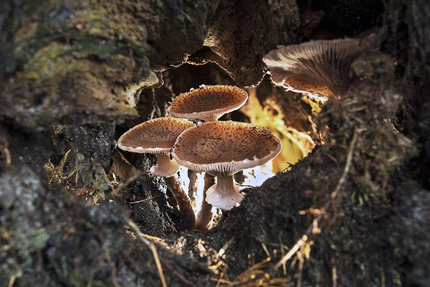 151110 Paddenstoelen Sietse Engbrenghof1