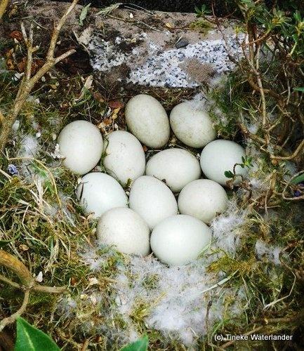 160613 Nest bij grafsteen