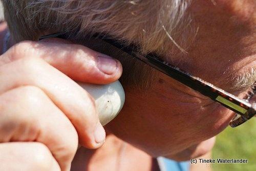 160613 Nest bij grafsteen Henk luistert