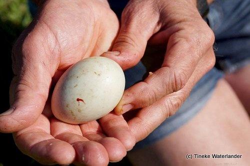 160613 Nest bij grafsteen ei in hand