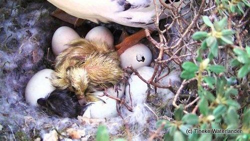 160613 Nest bij grafsteen kuiken