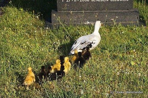 160613 Nest bij grafsteen wandeling