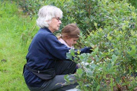 160716 bessen plukken 1