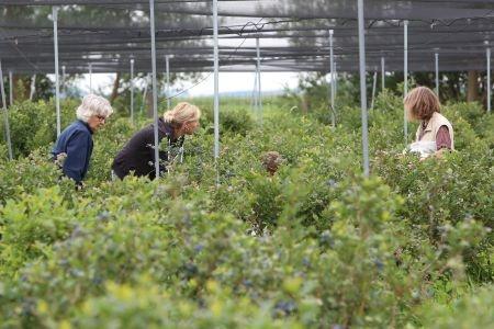 160716 bessen plukken 2