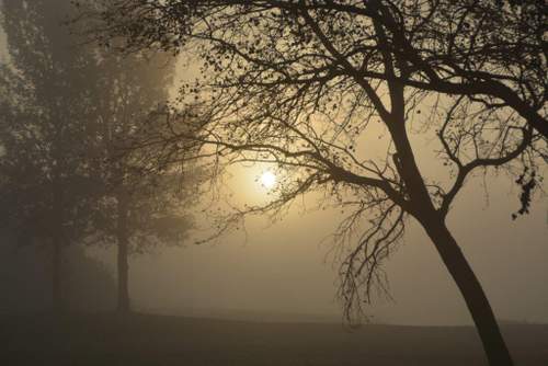 161104 Herfstfoto Thewes mist bomen