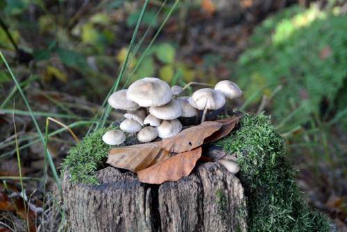 161104 Herfstfoto Thewes paddestoelen