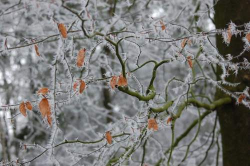 170118 Winterfoto Ilse Visser