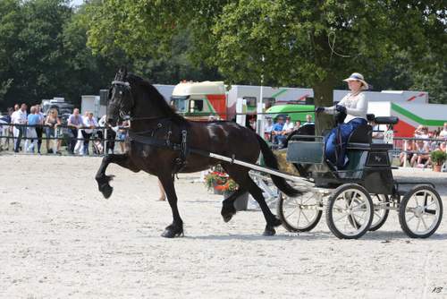 170608 Tuigmiddag paarden