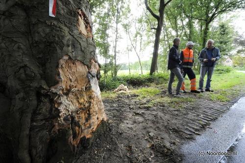 17090651 Haulsterweg schade aan beuk