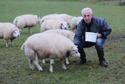 180126 Schapen Arie Vervat Texelaars