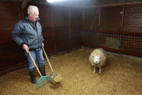 180126 Schapen Arie Vervat Texelaars hok