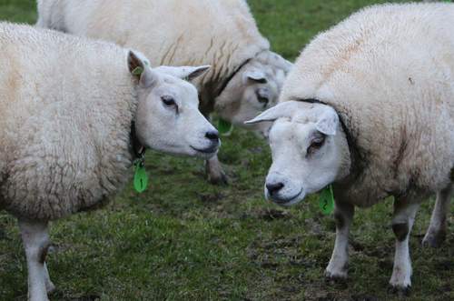 180126 Schapen Arie en Koosje Vervat Texelaars