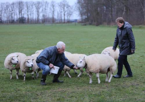 180126 Schapen Arie en Koosje Vervat Texelaars samen