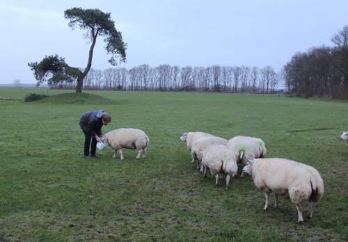 180126 Schapen Koosje Vervat Texelaars voeren