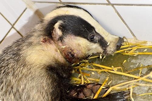 180824 Das mishandeling Foto Stichting Das en Boom