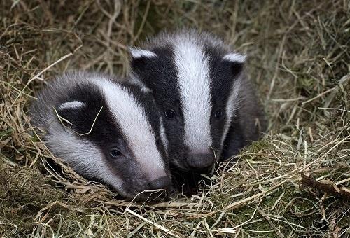 180824 Dassen Foto Stichting Das en Boom