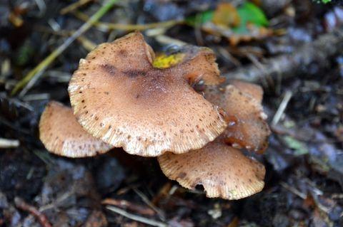 paddestoelen okt. 2019 202