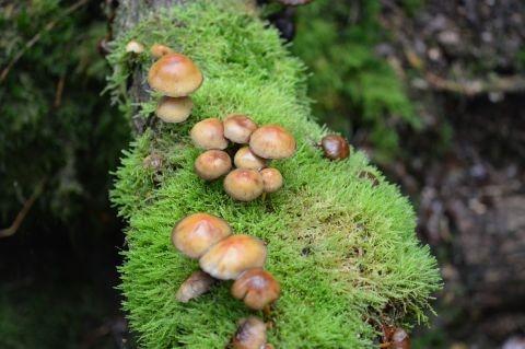 paddestoelen okt. 2019 235