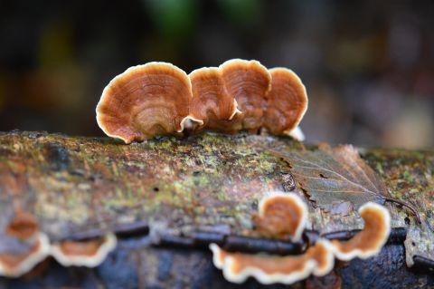 paddestoelen okt. 2019 249