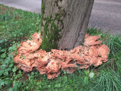 paddestoelen okt. 2019 289