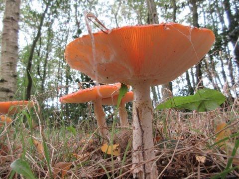 paddestoelen okt. 2019 301