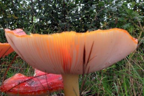 paddestoelen okt. 2019 305