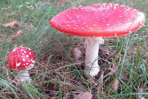 paddestoelen okt. 2019 306