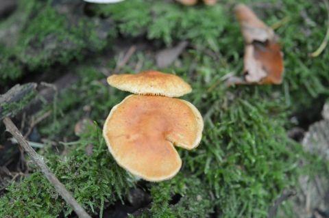 paddestoelen okt. 2019 55