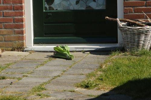 tulpen idskenhuizen 8