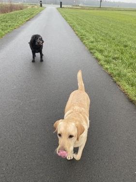 honden gevonden