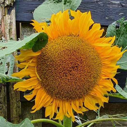 zonnebloemen Idskenhuizen 1