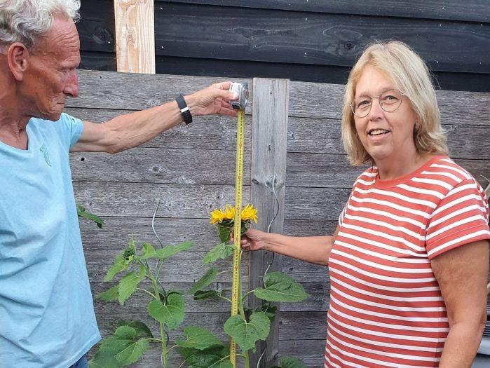 zonnebloemen Idskenhuizen 2