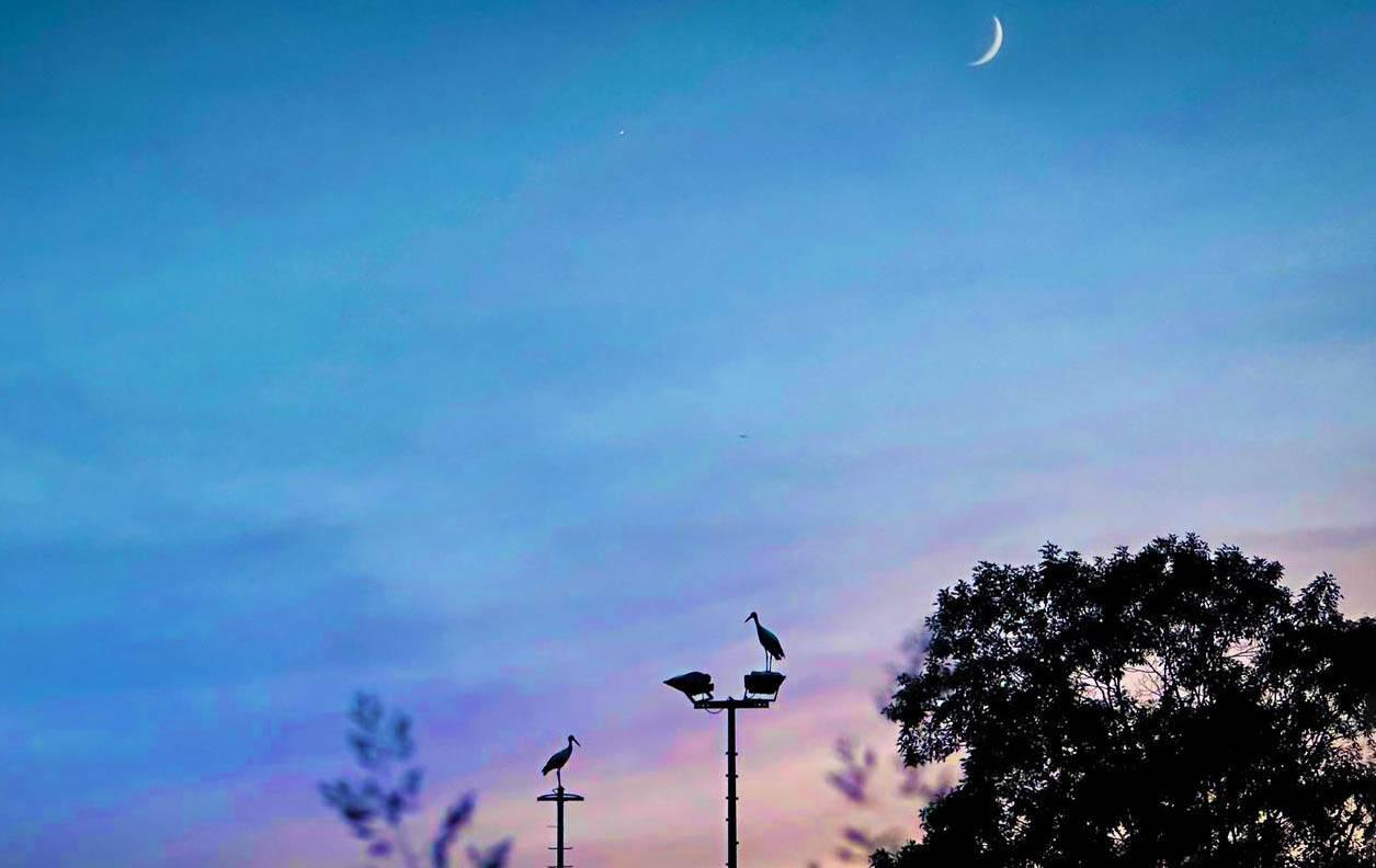 Klepperen in de midzomernachtZes tot acht ooievaars klepperden op de avond van de midzomernacht op de voetbalvelden van VVI in Idskenhuizen. De vogels komen meestal bijelkaar op de hoge lichtmasten rondom het oefenveld. Met het geklepper begroeten ze elkaar. Omwonenden horen de dieren 's avonds luid en duidelijk, ook al omdat de ramen openstaan om de warmte uit de huizen te verdrijven. 