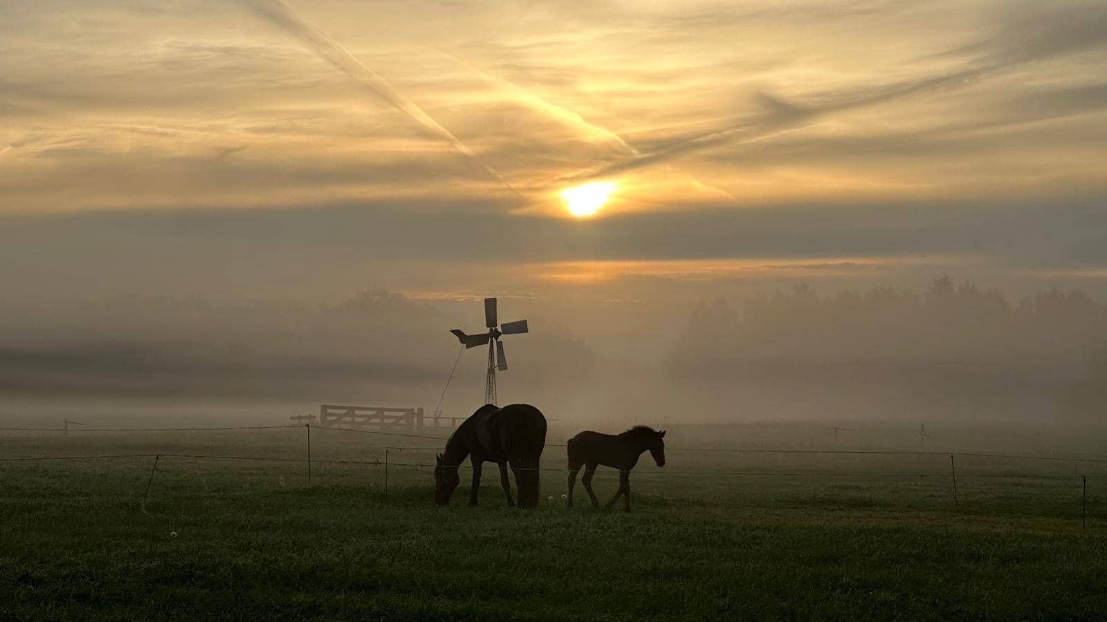 230903 SintNyk Noed zonsondergang paarden molen