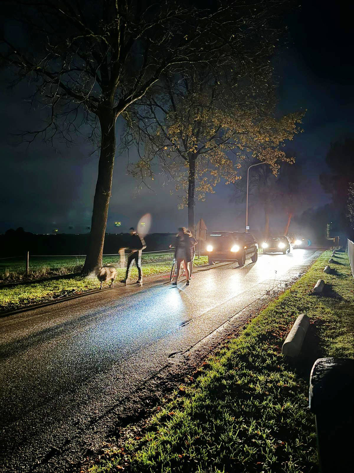 231125 Legemeer schapen op drift door hond