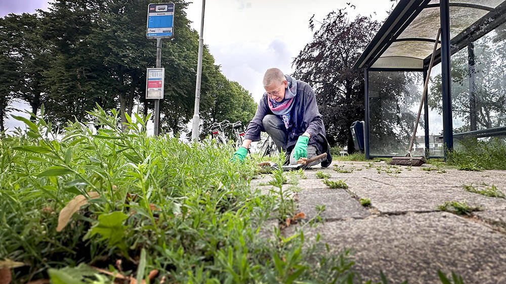 Op de knieën voor het glas Lia van Aalsum (61) uit Nijmegen moest even op de knieën, maar daarna was het trottoir en grasveld bij de bushalte aan de Gaastweg in Sint Nicolaasga weer vrij van glasscherven. ‘s Ochtends had ze al gezien dat er waarschijnlijk een frisdrankflesje aan diggelen lag. Toen ze ‘s middags weer keek, lagen de scherven er nog steeds. Gewapend met bezem en veger en blik ging ze aan de slag. ,,Ik hie sneins yn tsjerke ek al op knibbels lein, dat dit koe der moai efteroan.’’,,Doe’t ik de skerven seach, tocht ik fuortendaliks oan hûnepoaten en lytse bern, dy’t harren der oan beseare kinne’’, vertelt Van Aalsum, die elke zomer een aantal weken op het huis van familie in Sint Nicolaasga past. ,,Ik doch dêr de tún en pas op de poes. Ik fyn it moai om yn Sint Nyk te wêzen en âlde kunden te moetsjen. Ik genietsje der fan om Frysk te praten.’’De glasscherven lagen niet alleen op de stoep, maar ook in het gras. De prullenmand bij de bushalte stond even verderop. ,,Warskynlik hat ien it fleske falle litten, mar net de muoite naam om it op te romjen. Soks fyn ik tryst. It is in lytse muoite. Jo kinne it wol oan de gemeente oerlitte, mar wy moatte it dochs mei syn allen dwaan.’’