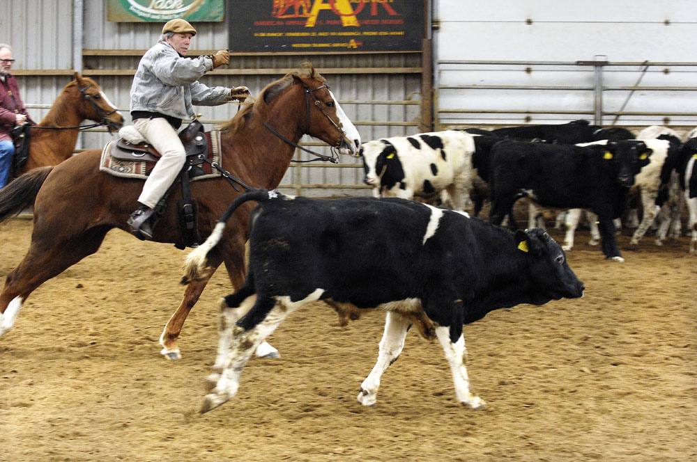 2009: Leden van de Koezinclub drijven in de bak van de Aok-ranch in Makkinga stieren op, zoals cowboys dat in het vroegere Wilde Westen van Amerika deden.