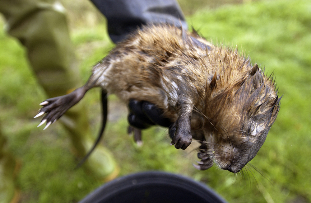 Pas gevangen dode muskusrat in hand van muskusrattenvanger van Waterschap Friesland.