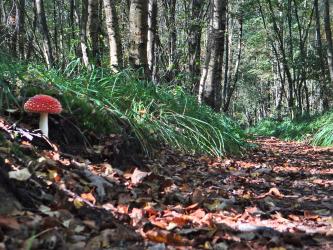 Wandelpad bos Wilhelmina-oard afgesloten: gevaar voor vallende takken