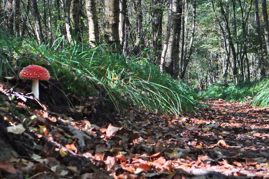 Wandelpad bos Wilhelmina-oard afgesloten: gevaar voor vallende takken